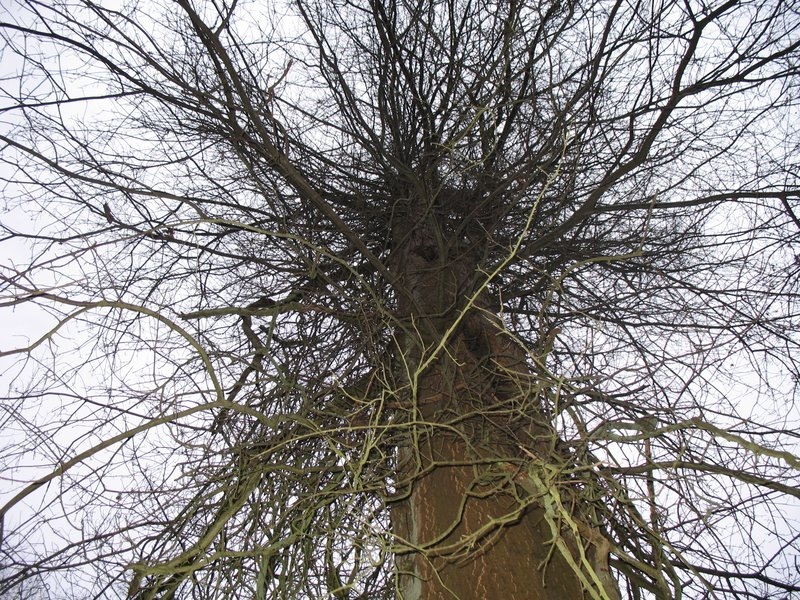 2006 Arbres remarquables 02